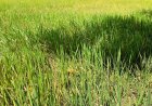 सुकमा में साप्ताहिक मौसम पूर्वानुमान में हल्की बारिश और बादलों के आसार