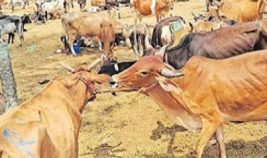 करहीभदर मवेशी बाजार पर प्रशासन की सख्ती, आगामी आदेश तक संचालन प्रतिबंधित