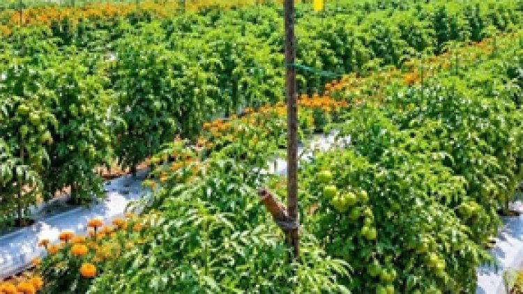 बिहान योजना ने बदली गीता की दुनिया