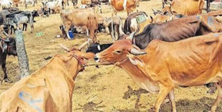 करहीभदर मवेशी बाजार पर प्रशासन की सख्ती, आगामी आदेश तक संचालन प्रतिबंधित